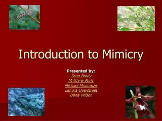Introduction to Mimicry
