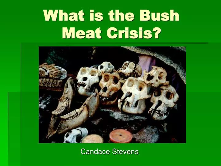 what is the bush meat crisis