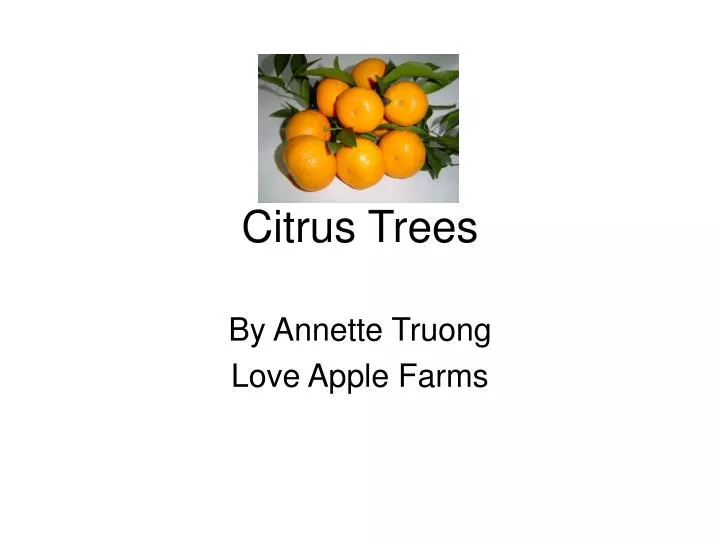 citrus trees