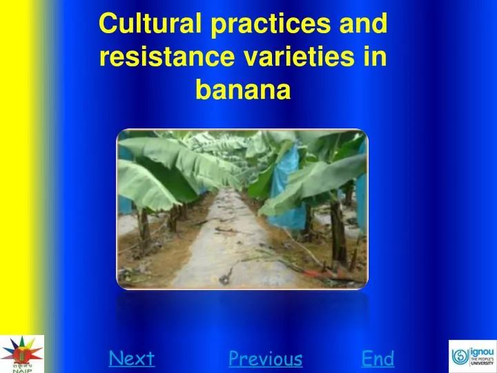 cultural practices and resistance varieties in banana