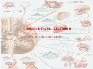 CRANIAL NERVES - LECTURE B