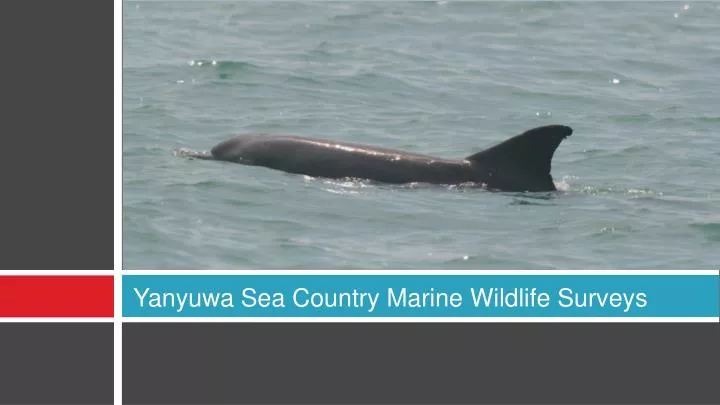 yanyuwa sea country marine wildlife surveys