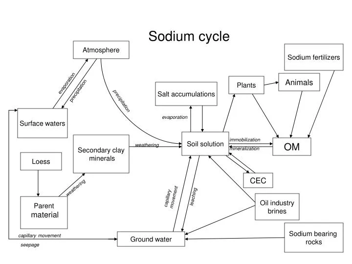 sodium cycle