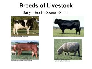 Breeds of Livestock Dairy – Beef – Swine - Sheep