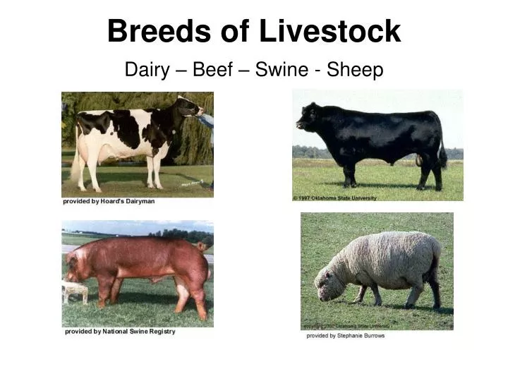 breeds of livestock dairy beef swine sheep