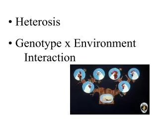 Heterosis Genotype x Environment 	Interaction