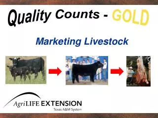 Marketing Livestock