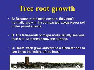 Tree root growth