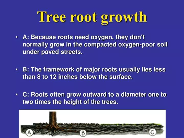 tree root growth