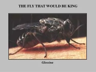 THE FLY THAT WOULD BE KING