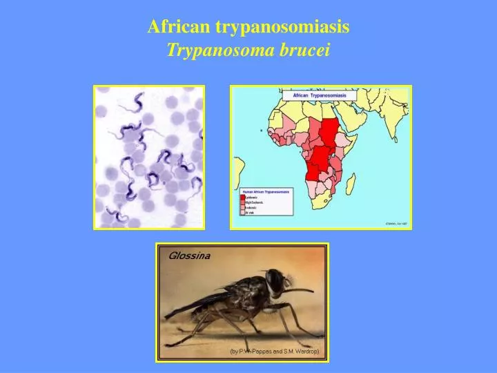african trypanosomiasis trypanosoma brucei