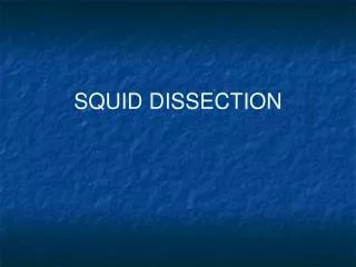SQUID DISSECTION