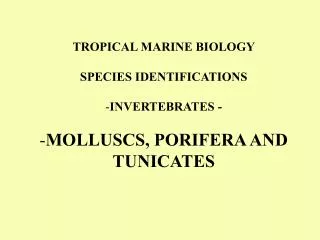 TROPICAL MARINE BIOLOGY SPECIES IDENTIFICATIONS INVERTEBRATES - MOLLUSCS, PORIFERA AND TUNICATES