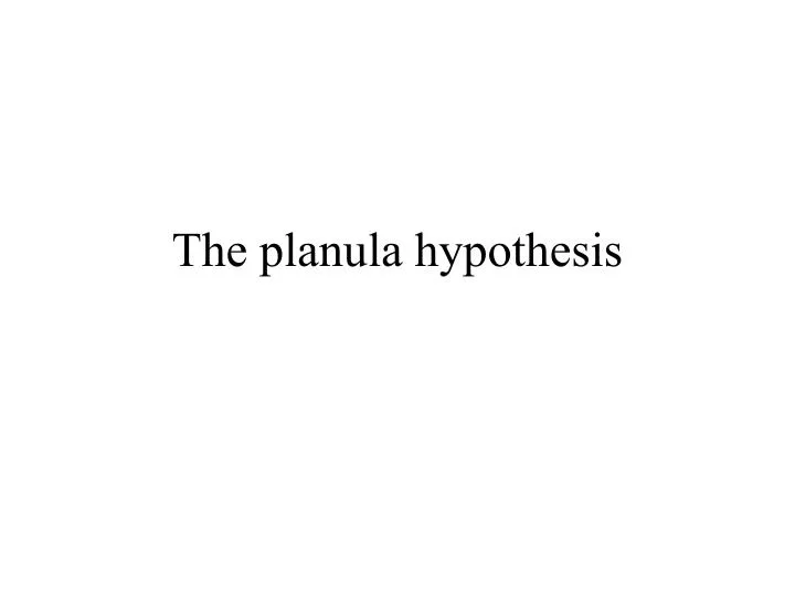 the planula hypothesis