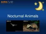 Nocturnal Animals - slide 1