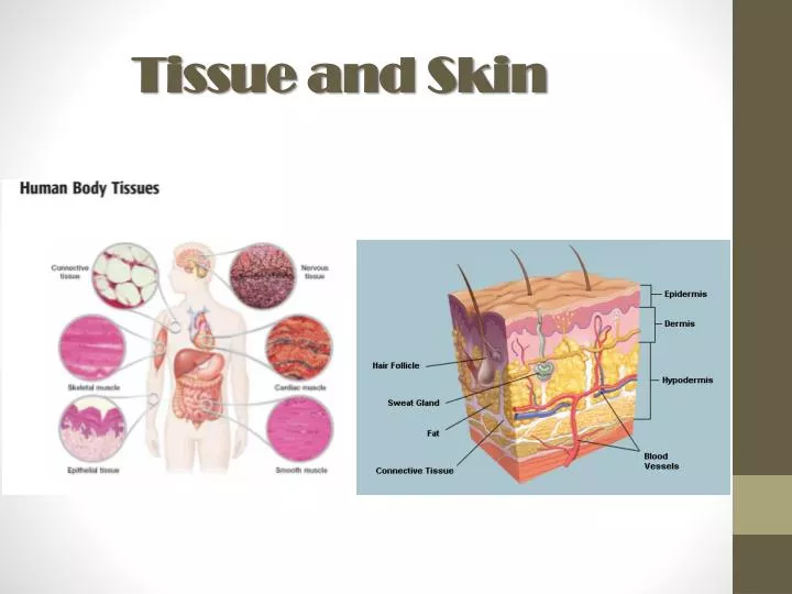 tissue and skin