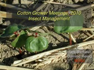 Cotton Grower Meetings, 2010 Insect Management