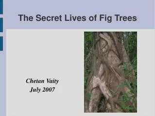 The Secret Lives of Fig Trees