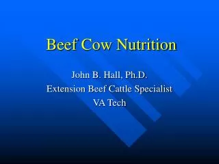 Beef Cow Nutrition