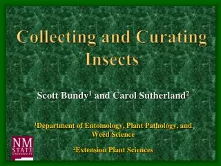 Collecting and Curating Insects
