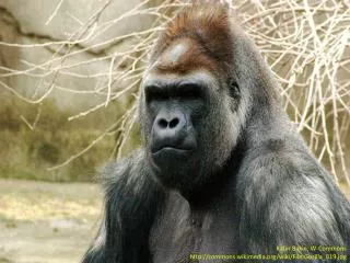 Kabir Bakie , W-Commons http://commons.wikimedia.org/wiki/File:Gorilla_019.jpg