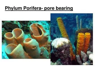 Phylum Porifera- pore bearing