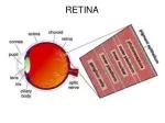 Photoreceptors and Sensory Transduction in the Retina - slide 1