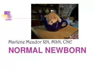Normal Newborn