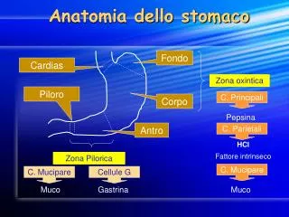 anatomia dello stomaco