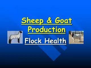 Sheep &amp; Goat Production