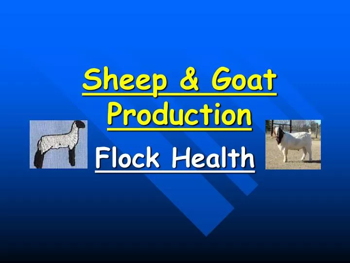 sheep goat production