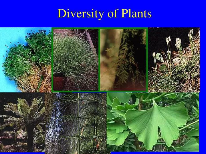 diversity of plants