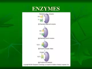enzymes