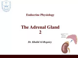 Endocrine Physiology The Adrenal Gland 2