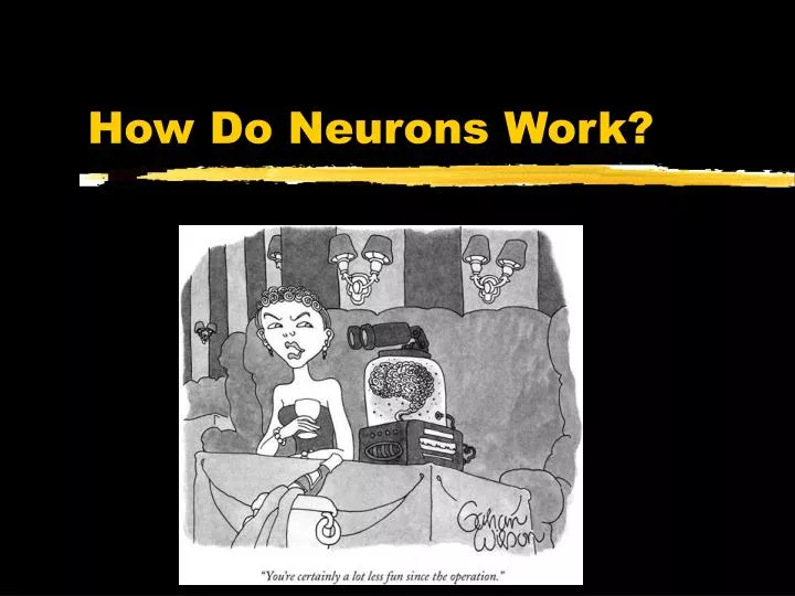 how do neurons work