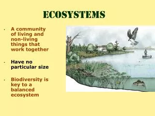 A community of living and non-living things that work together Have no particular size Biodiversity is key to a balanced