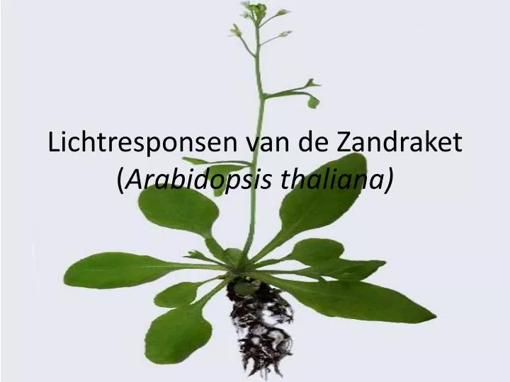 lichtresponsen van de zandraket arabidopsis thaliana
