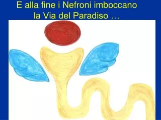 e alla fine i nefroni imboccano la via del paradiso