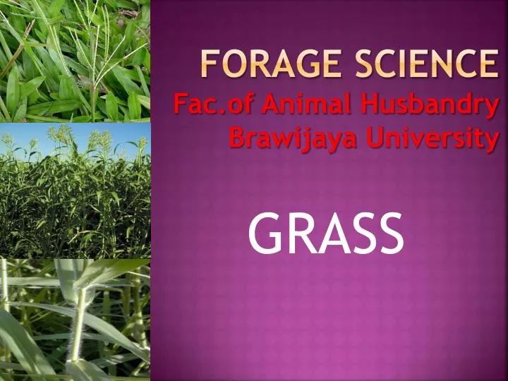 forage science fac of a nimal h usbandry brawijaya u niversity