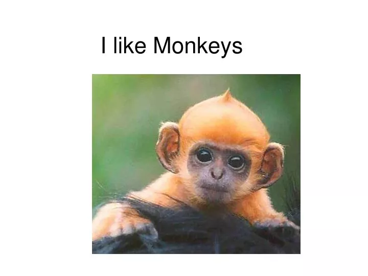 i like monkeys