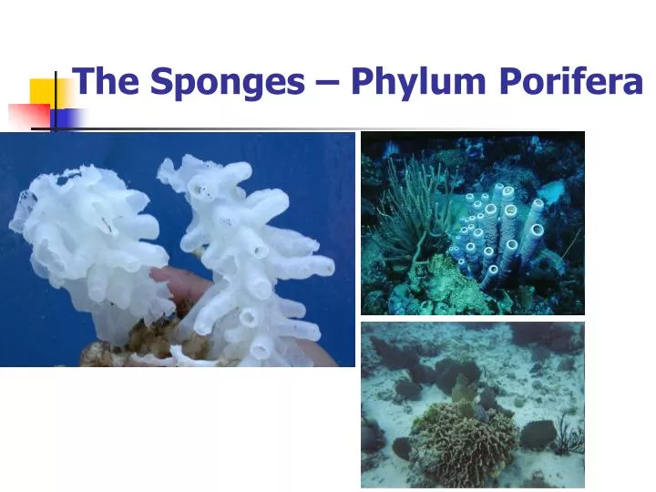 the sponges phylum porifera