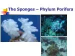The Sponges – Phylum Porifera - slide 1