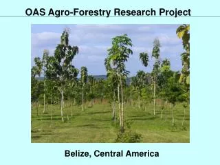 OAS Agro-Forestry Research Project