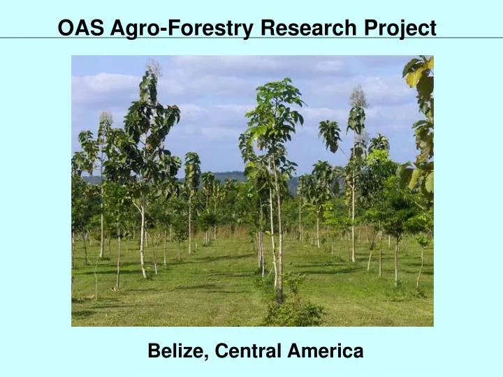oas agro forestry research project
