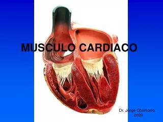 MUSCULO CARDIACO