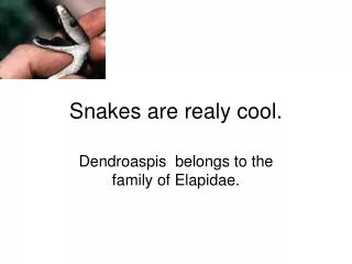 Snakes are realy cool.