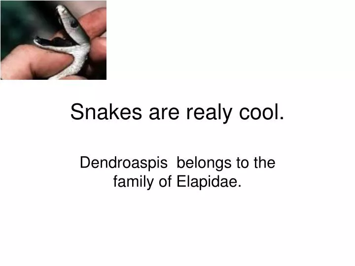 snakes are realy cool