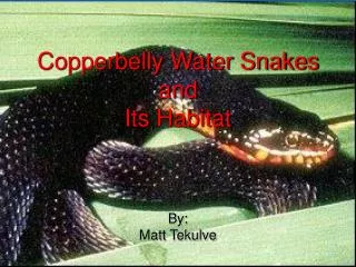 Copperbelly Water Snakes and Its Habitat