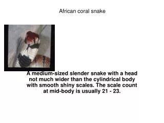 A medium-sized slender snake with a head not much wider than the cylindrical body with smooth shiny scales. The scale co