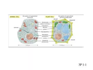 P1-1 Cell diagram
